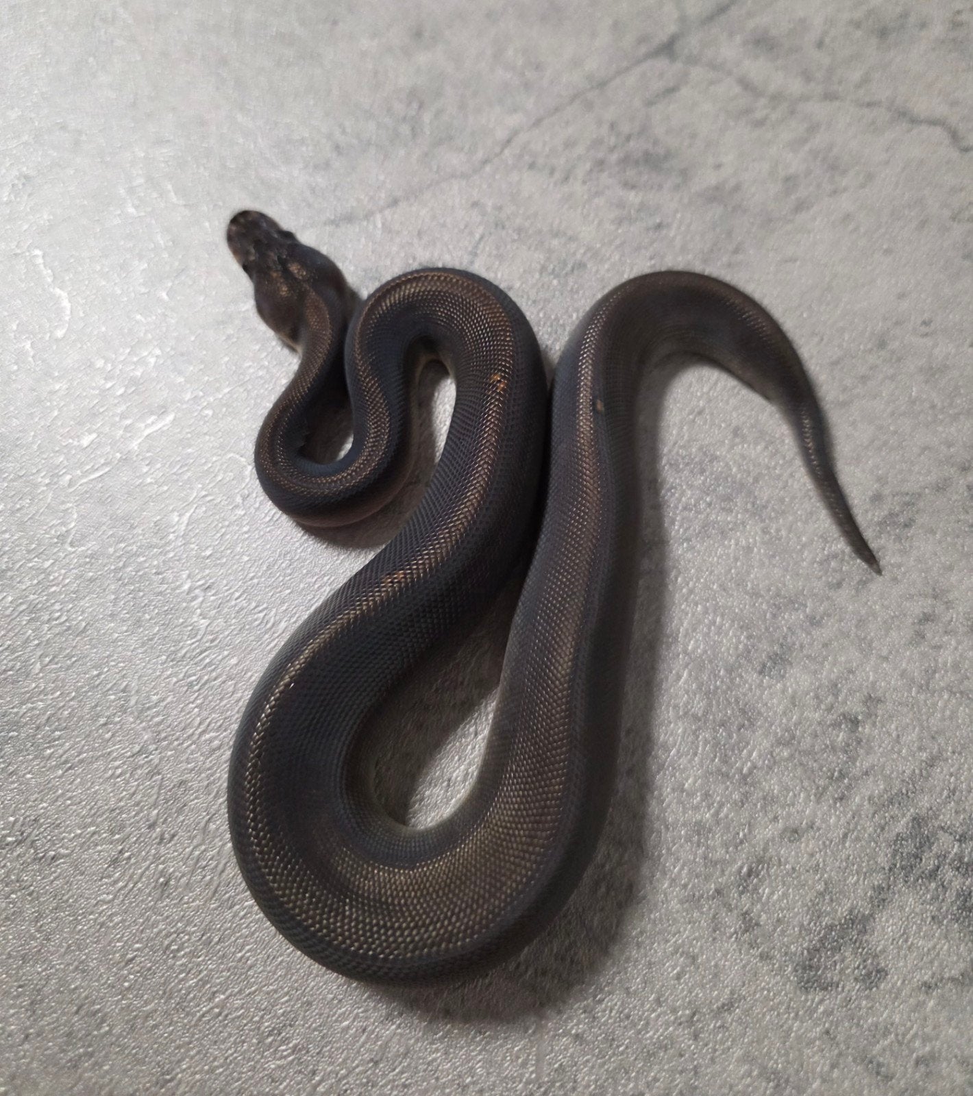 8 Ball(Barnhart Black Pastel Cinnamon) 50%Piebald️♂️ Ball Python - unknown for sale from G.B