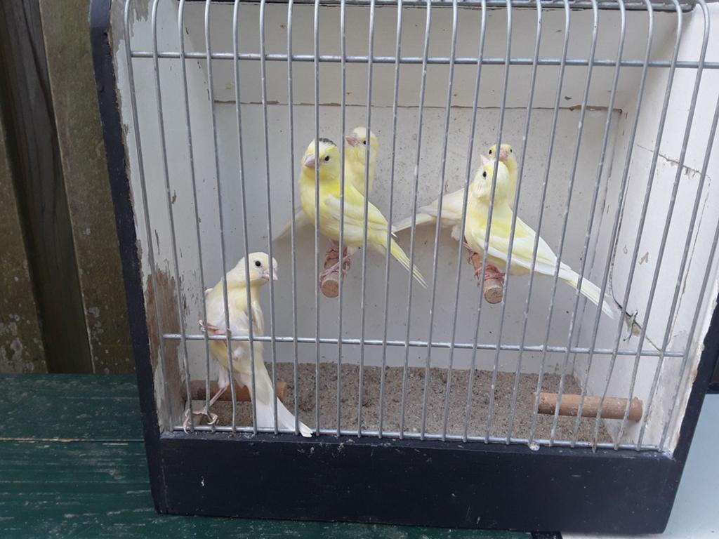 Te Koop kanaries, Dieren en Toebehoren, Vogels | Kanaries, Meerdere dieren, Kleurkanarie