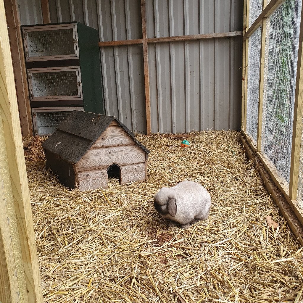 Konijnenopvang, Dieren en Toebehoren, Konijnen, Meerdere dieren, Klein