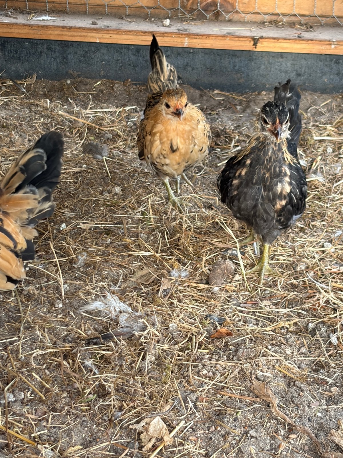 Serama kippetjes., Dieren en Toebehoren, Meerdere dieren, Kip
