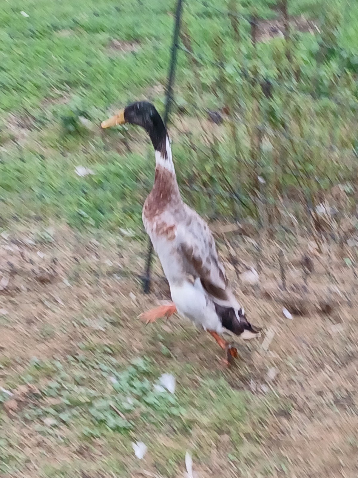 Indische loopeenden, Meerdere dieren, Eend