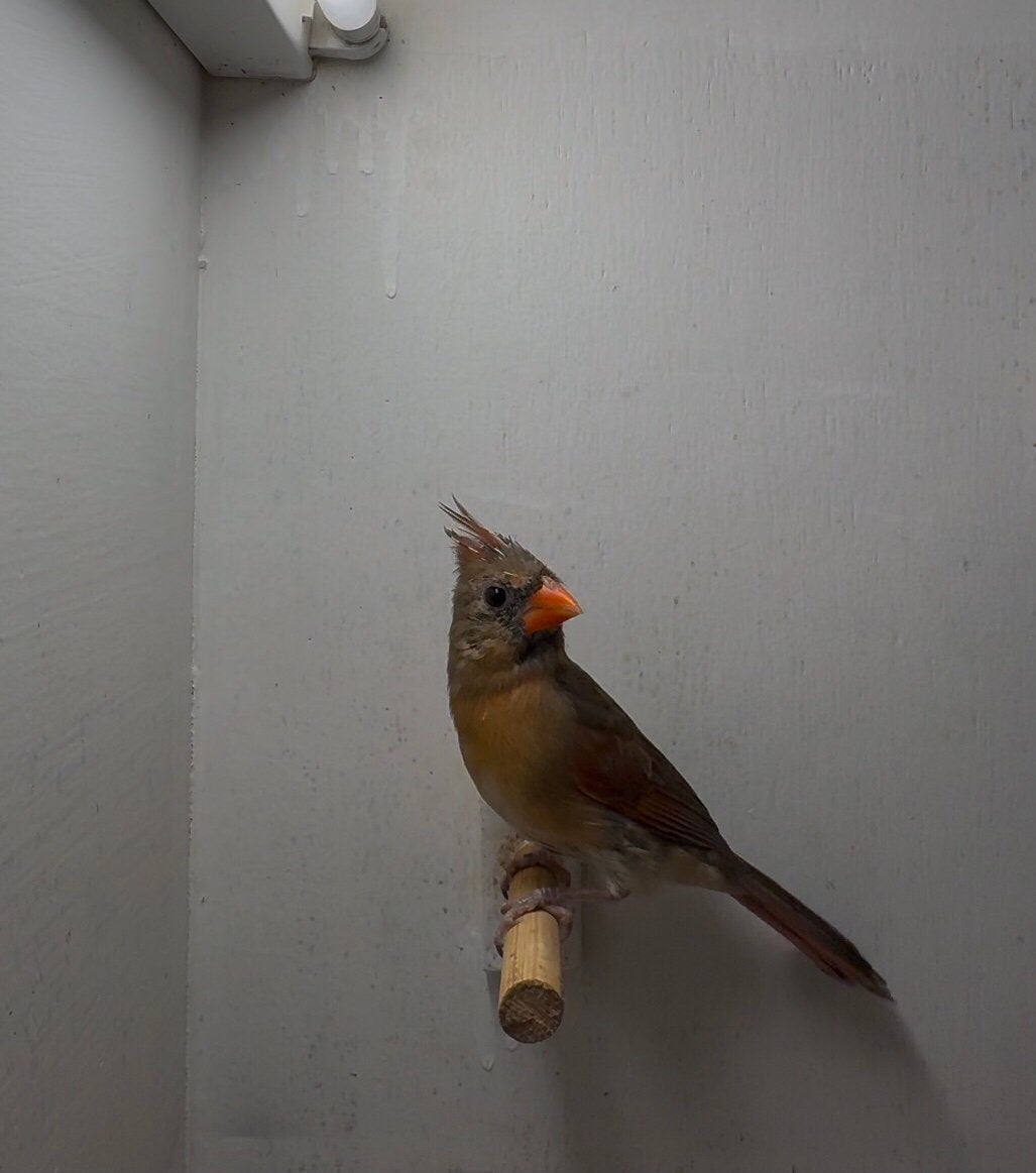 Rode Kardinaal, Meerdere dieren, Wildzangvogel, Geringd