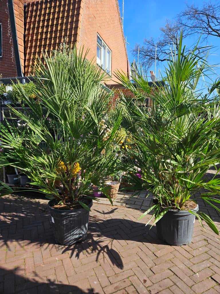 Trachycarpus Fortunei/Europese dwergpalm diverse maten, Volle zon, Ophalen of Verzenden, 100 tot 250 cm, Olijfboom