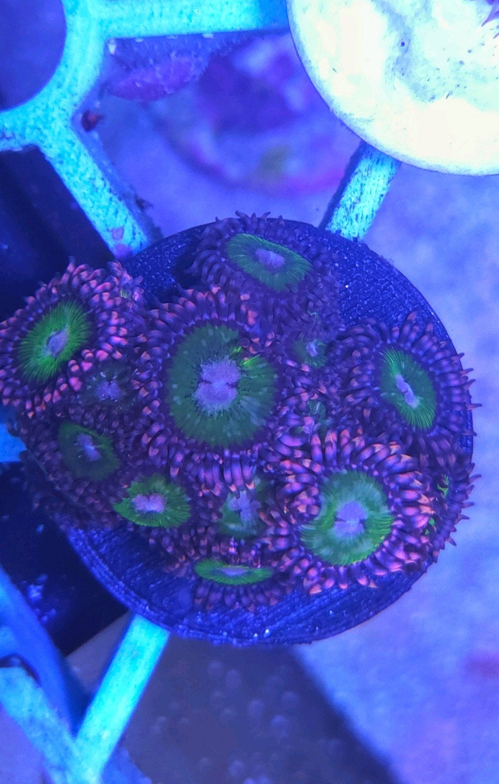 Zoanthus high end Pink krakatoa, Overige typen, Zoutwatervis
