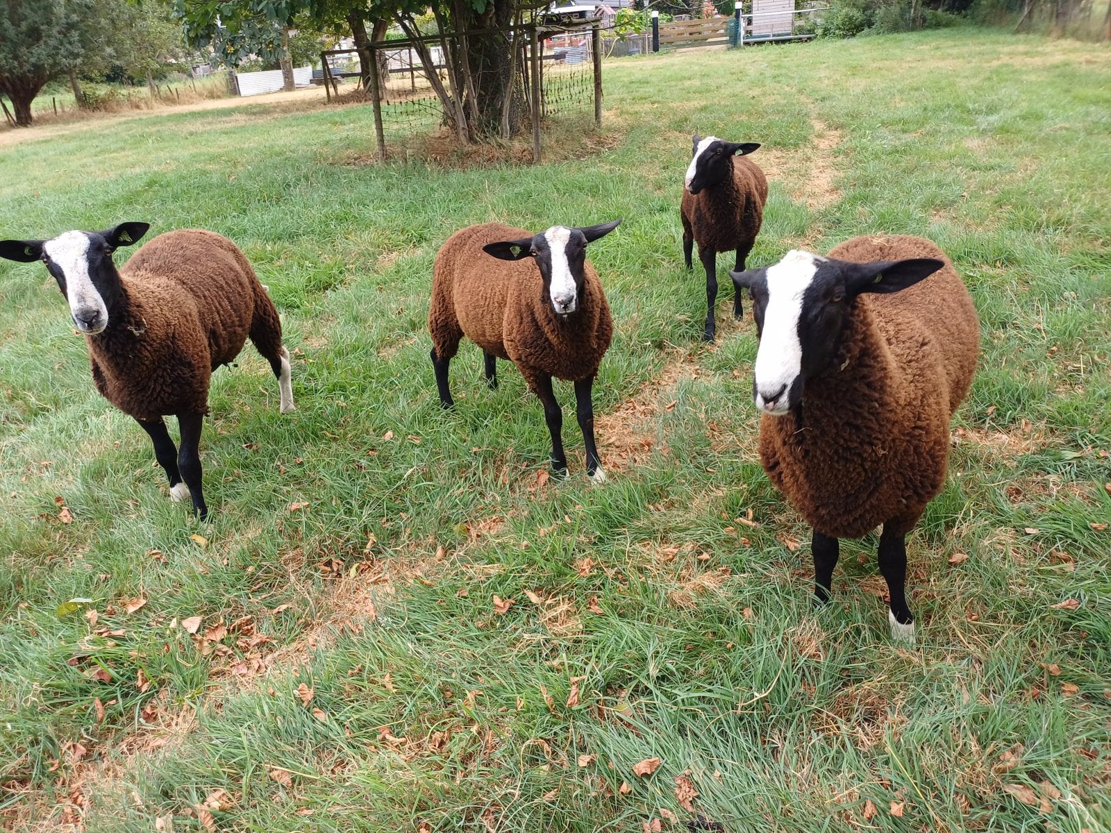 3 Jonge zwoegervrije dek rammen Zwartbles te koop, Dieren en Toebehoren, Schapen, Geiten en Varkens, Mannelijk, Schaap