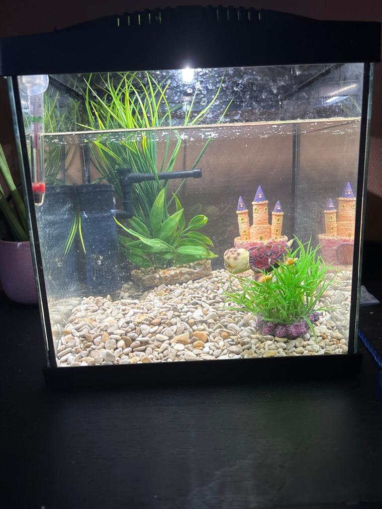 Aqqiarium, Ophalen of Verzenden