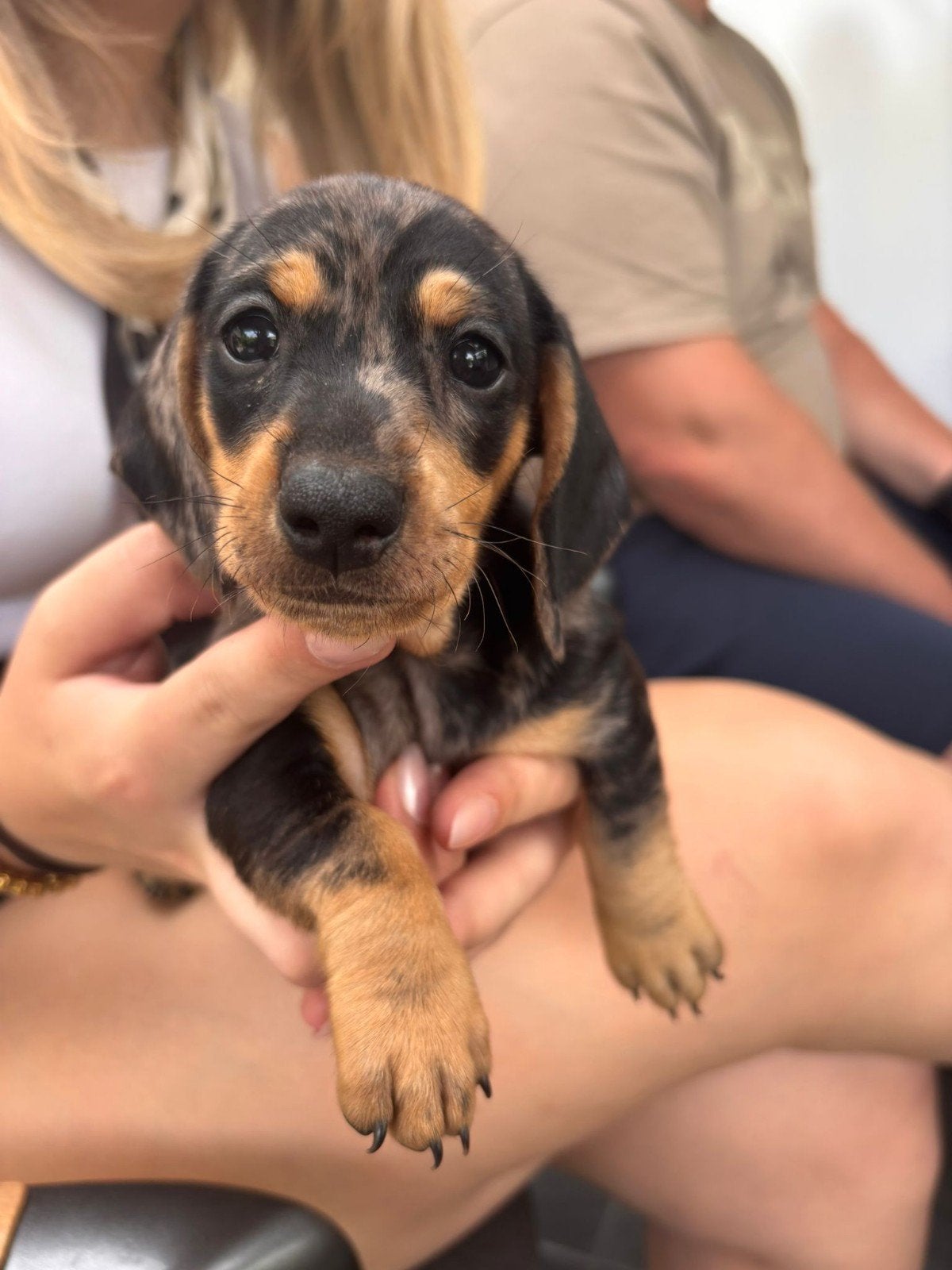 Dwergteckel pups, Dieren en Toebehoren, Korthaar, Dwerg, Meerdere, Meerdere dieren