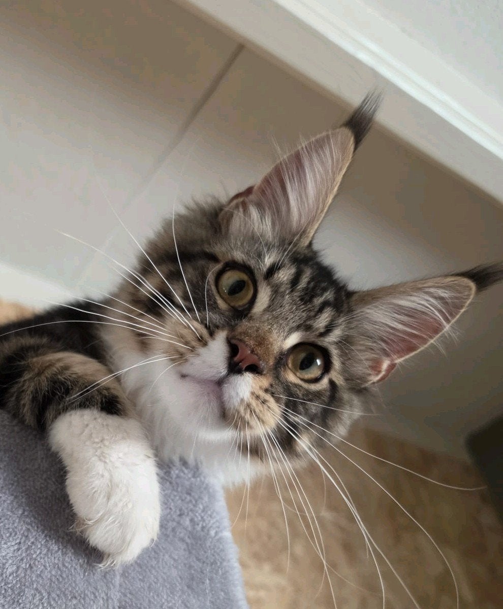 Stevige Maine Coon katertje gecastreerd met stamboom, Kater, Met stamboom, 0 tot 2 jaar