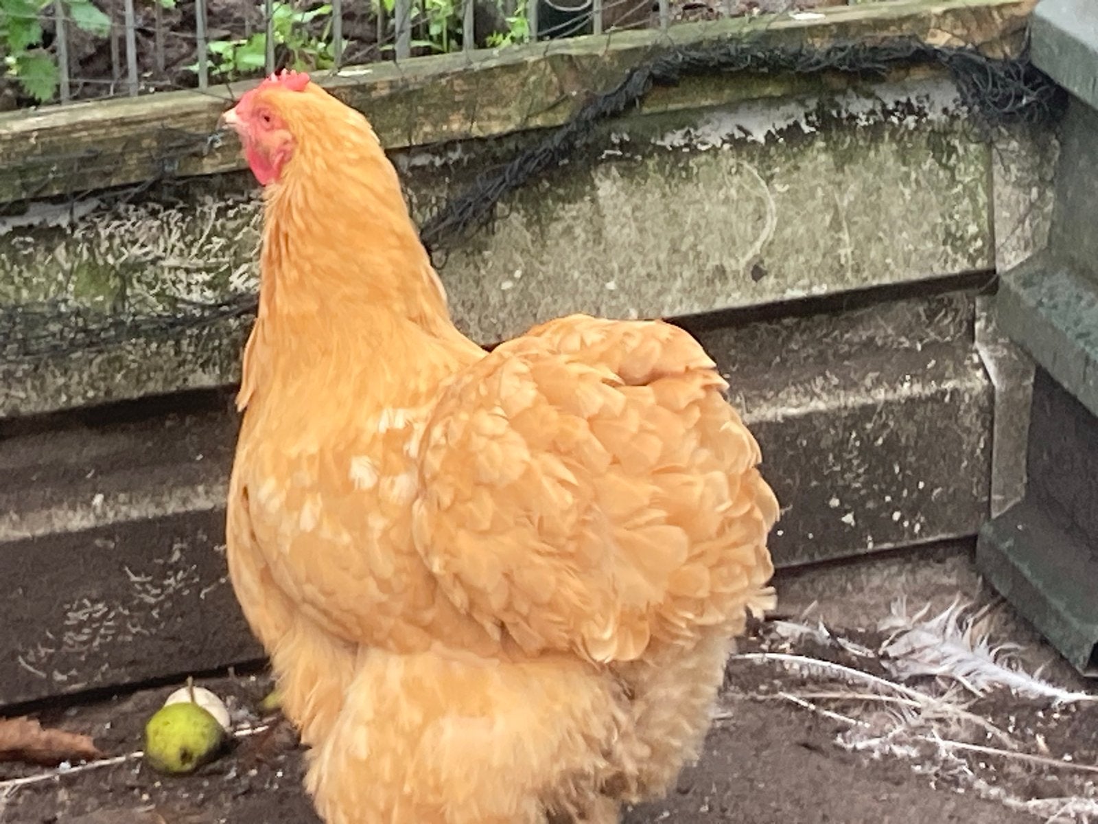 7 orpington hen groot en een 1 haan, Dieren en Toebehoren