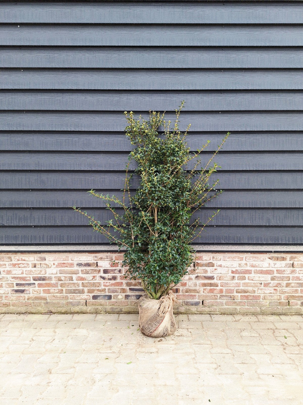 Osmanthus Burkwoodii 🌿 haagplant, Ophalen, Volle zon, Overige soorten