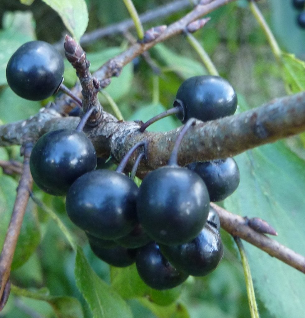 Frangula alnus, Rhamnus frangula, Sporkehout, inheems, Ophalen of Verzenden, Overige soorten, Struik, 100 tot 250 cm