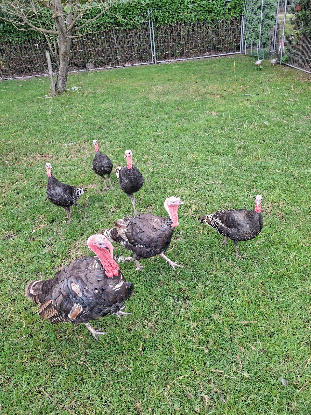 1 koppel brons kalkoenen, Dieren en Toebehoren, Meerdere dieren, Kalkoen
