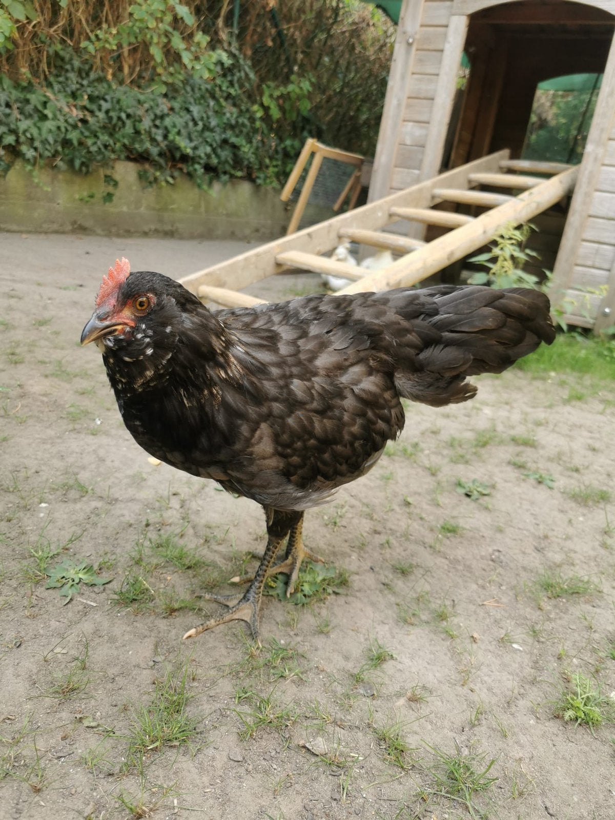 Lieve haan, Dieren en Toebehoren, Pluimvee, Mannelijk, Kip