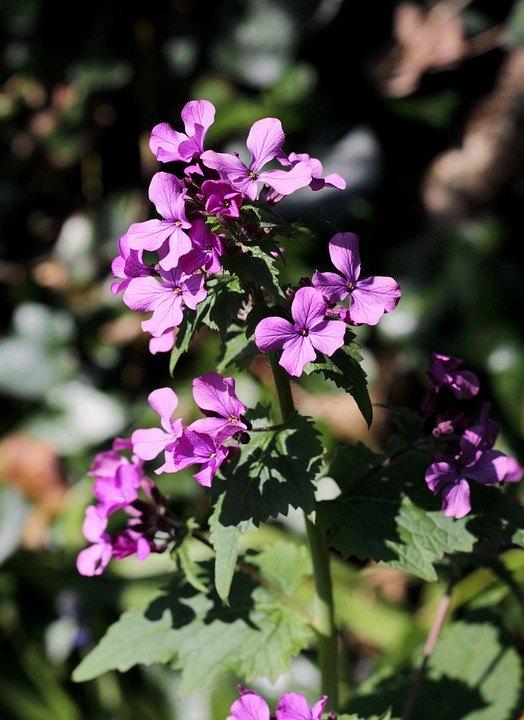 Bio zaden Tuinjudaspenning – Lunaria annua | Inheems, Tuin en Terras, Bloembollen en Zaden, Zaad, Voorjaar, Halfschaduw, Verzenden