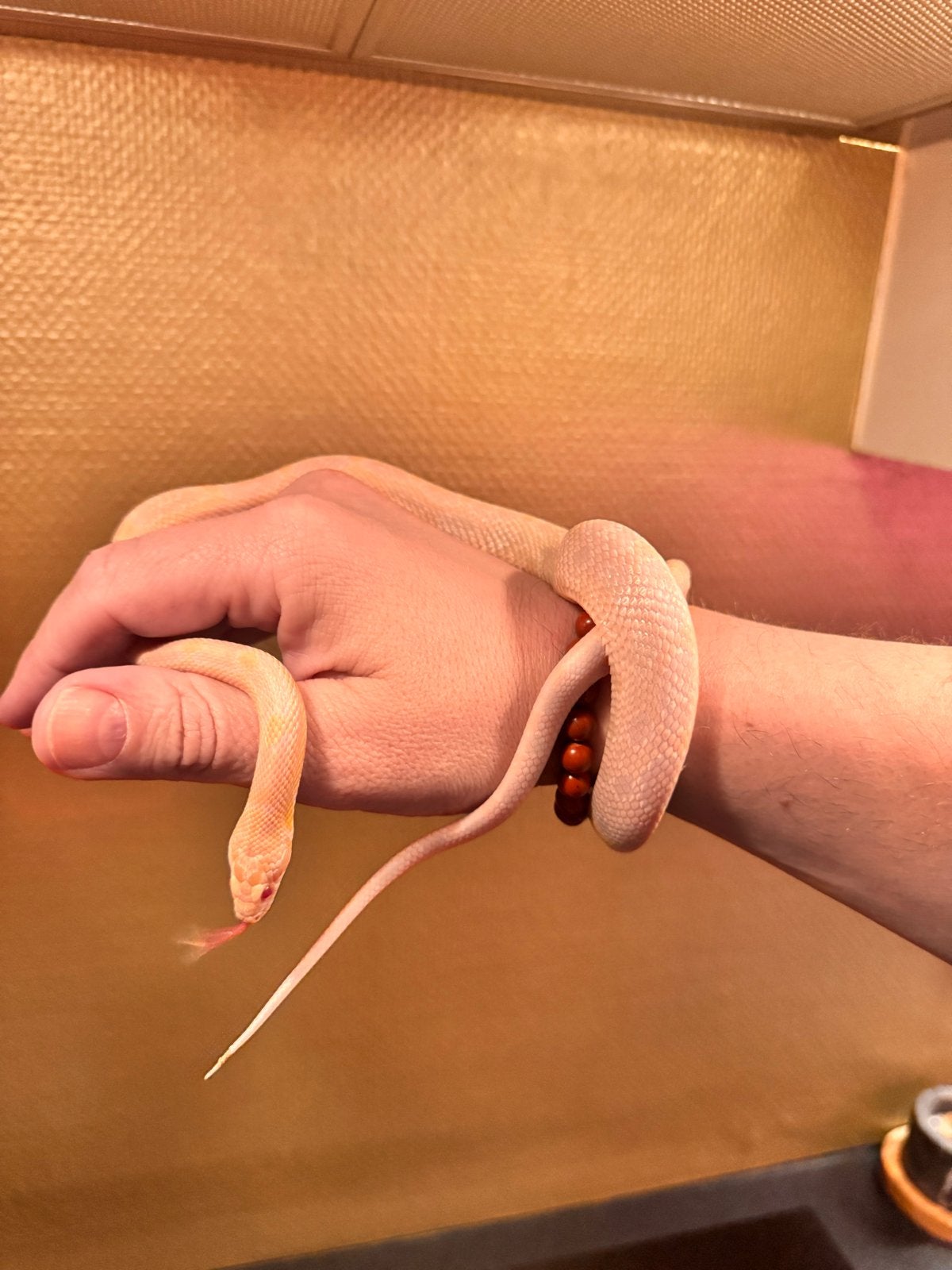 Gratis af te halen rattenslang/korenslang man Rat Snake - male for sale from Bas