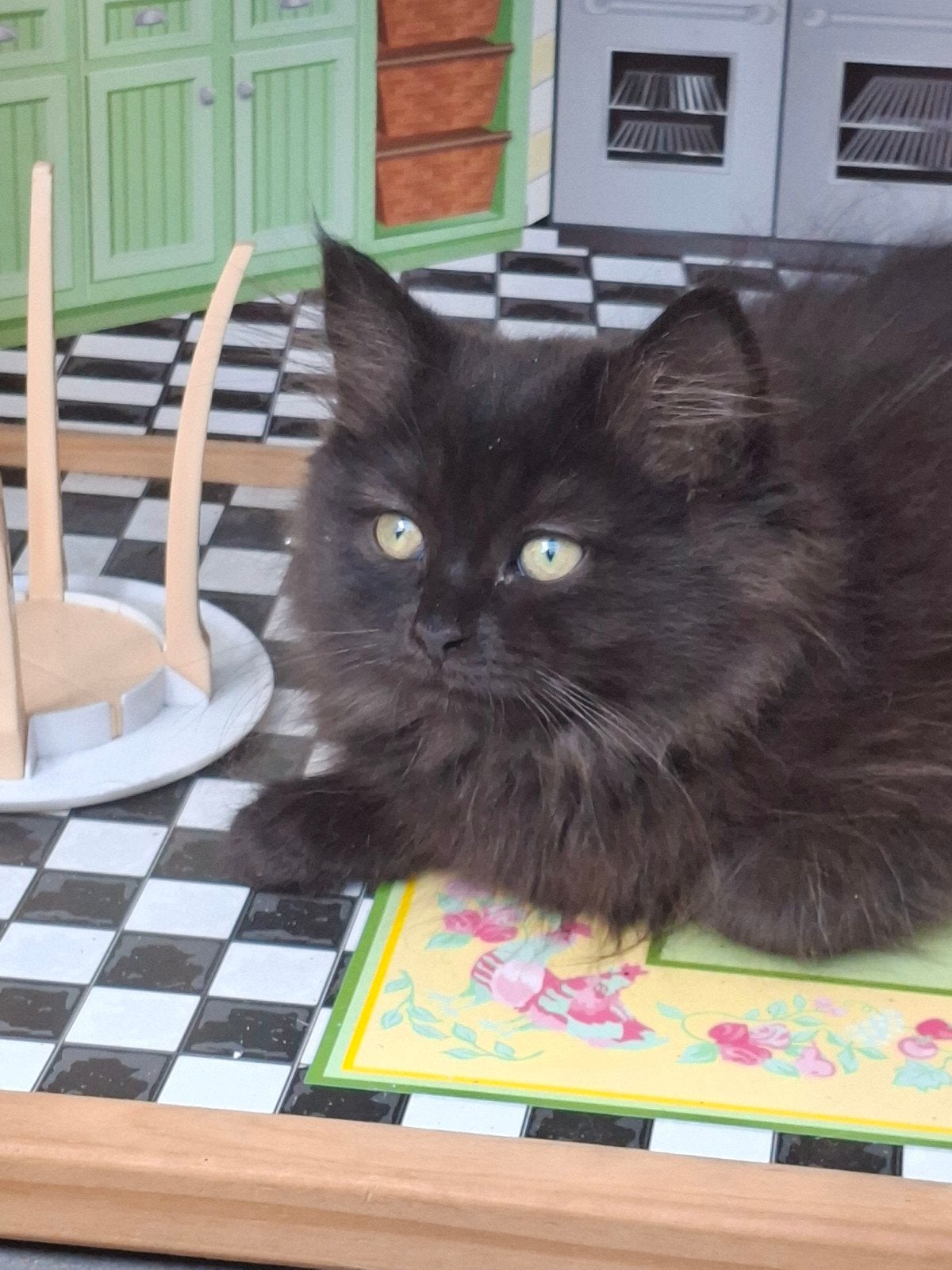 Eindhoven, Dieren en Toebehoren, Poes