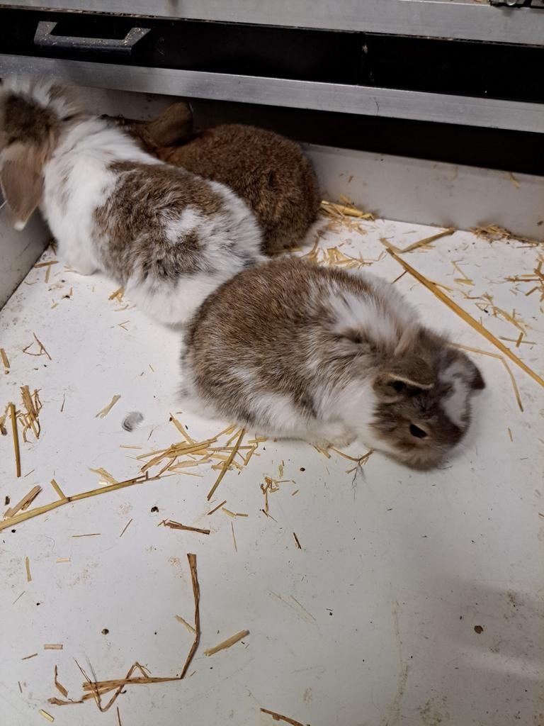 Jonge Dwerghangoor konijnen mogen over 3.5 week weg, April, Meerdere dieren, Overige typen