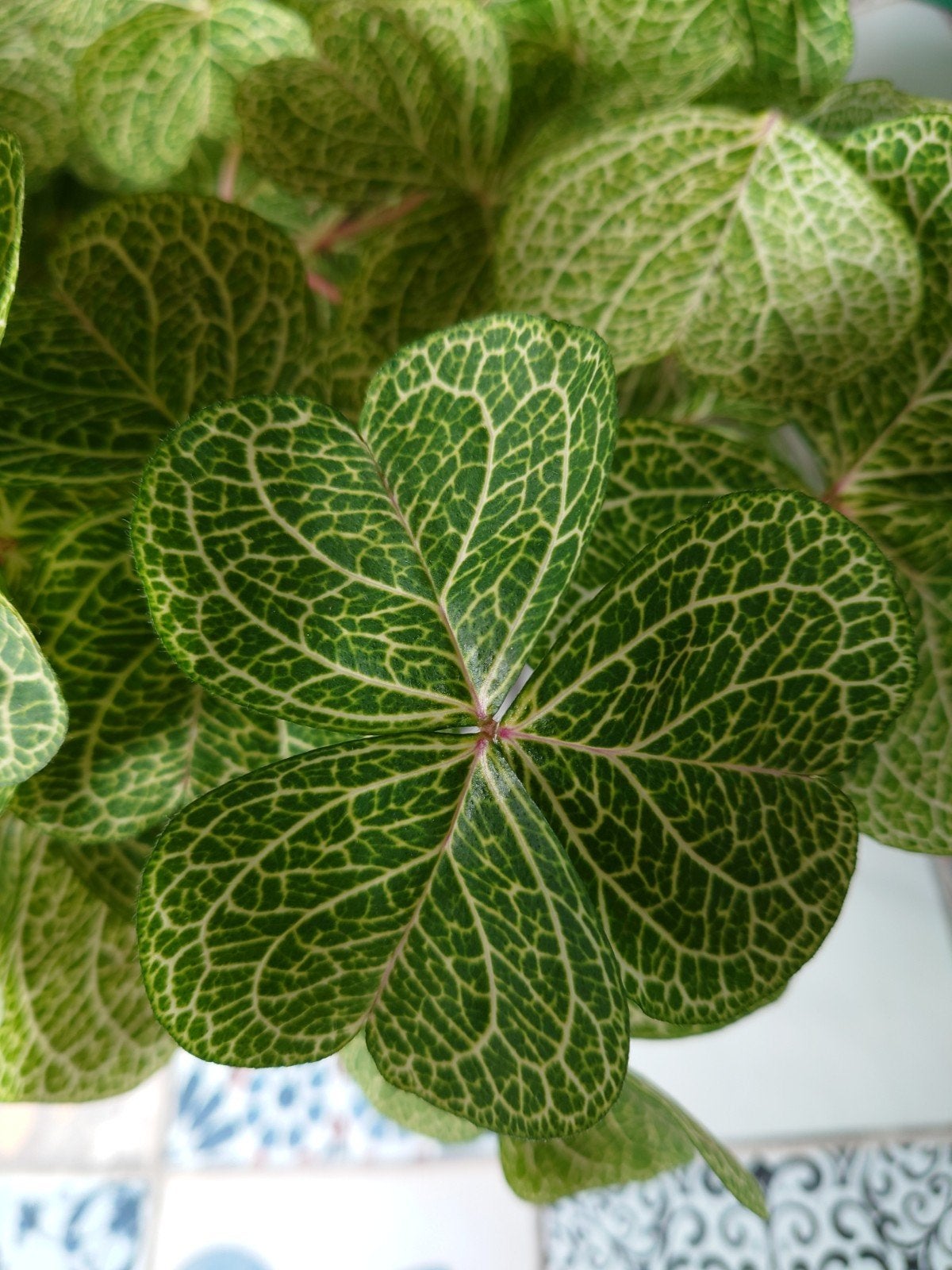 oxalis corymbosa aureo-reticulata €1 per knolletje, Ophalen of Verzenden, Overige soorten, Volle zon