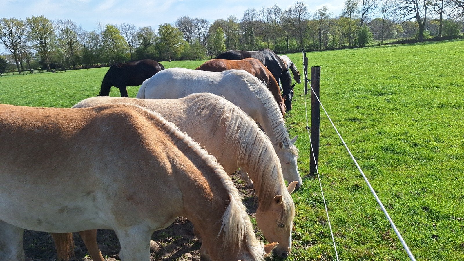 Kleinschalige opfok voor merrieveulens, Dieren en Toebehoren, Weidegang, 4 paarden of pony's of meer