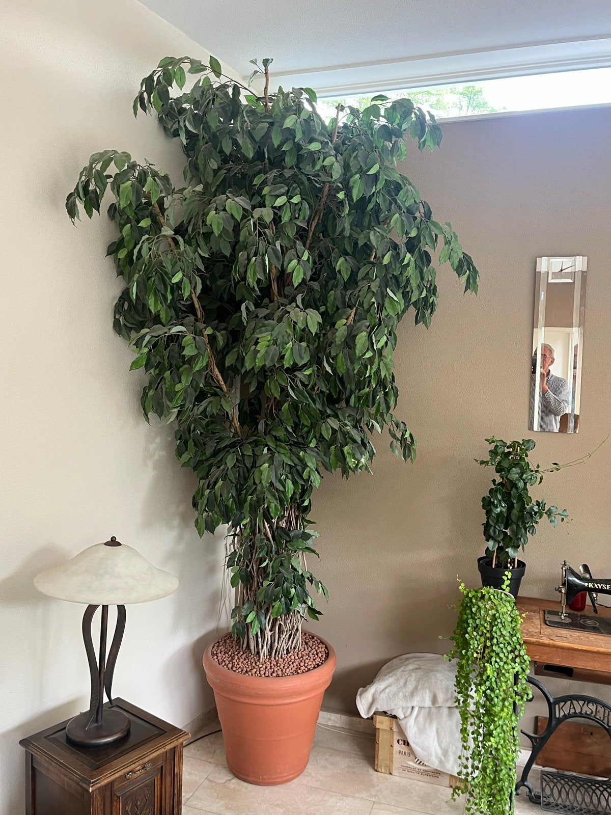 Grote kunstplant, 3 meter hoog, nu voor €500,-, Ophalen, Binnen, 1 cm, Kunstplant