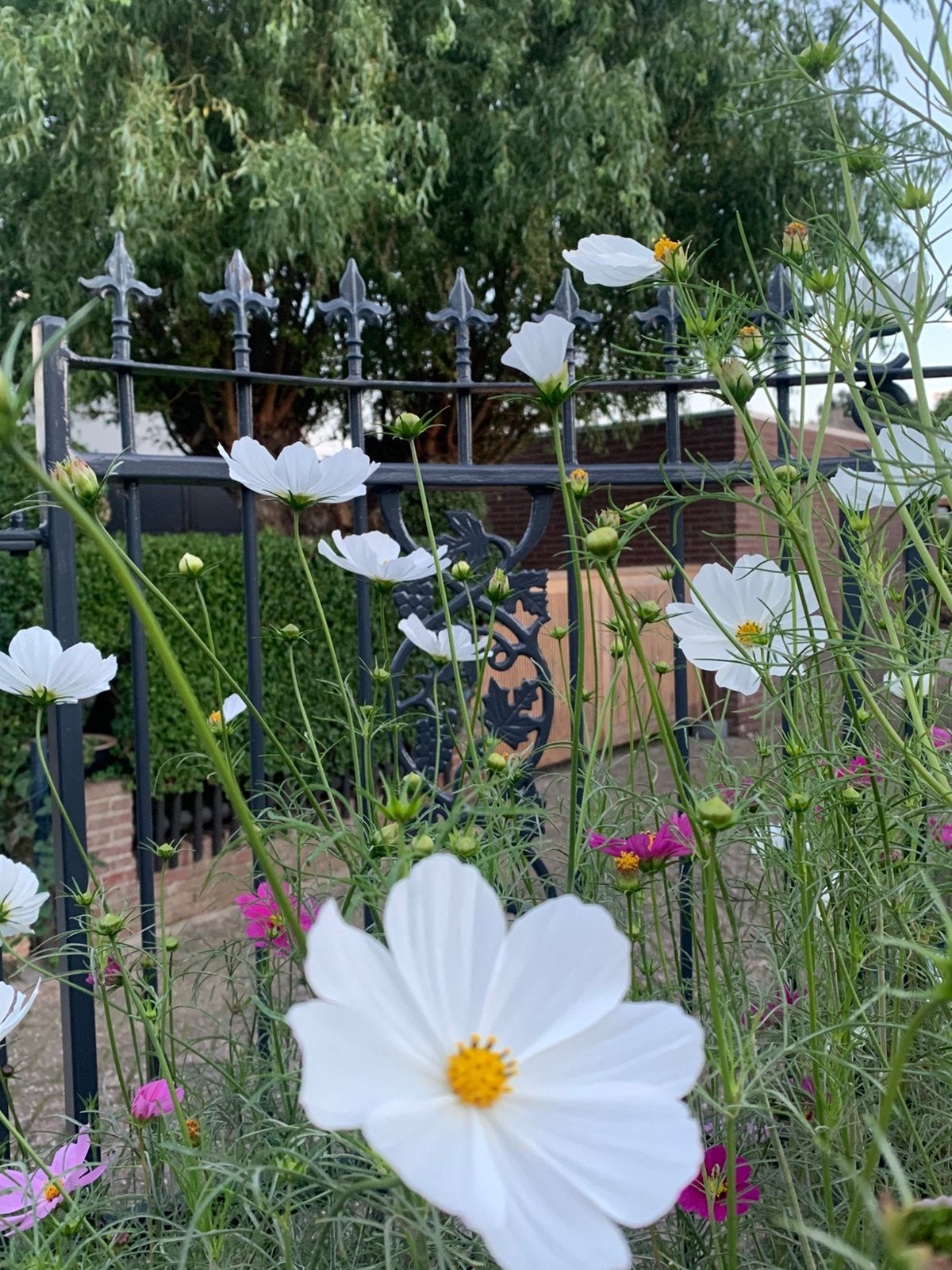 Cosmea. Wit  ..,.zaden 2026, Eén persoon, Overige typen