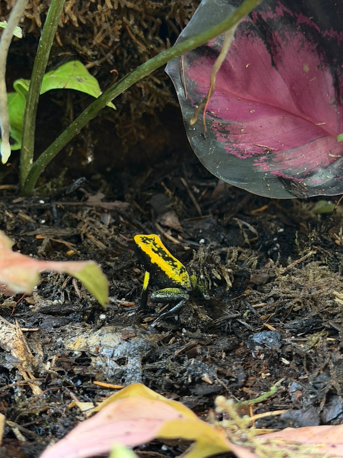 Gifkikker Phyllobates Bicolor Frog - unknown for sale from Lisa Eliazer