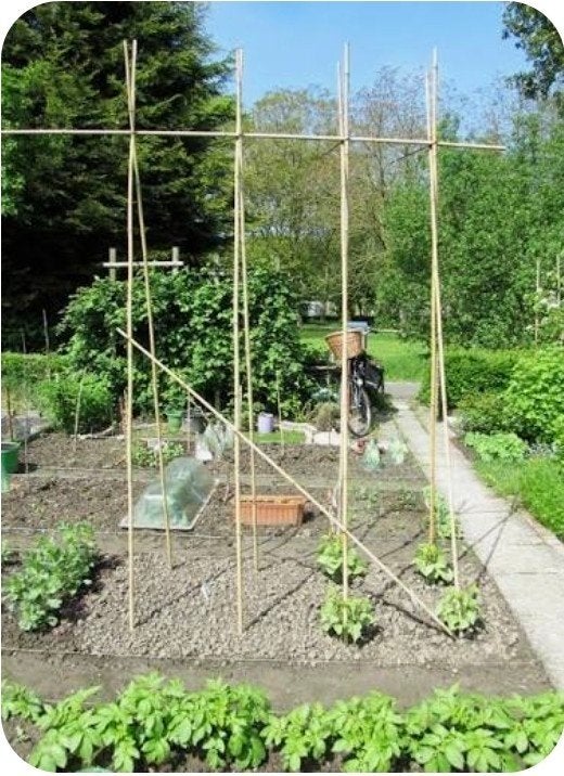 Ik zoek bamboestokken voor in de moestuin., Ophalen of Verzenden, Volle zon, Overige soorten