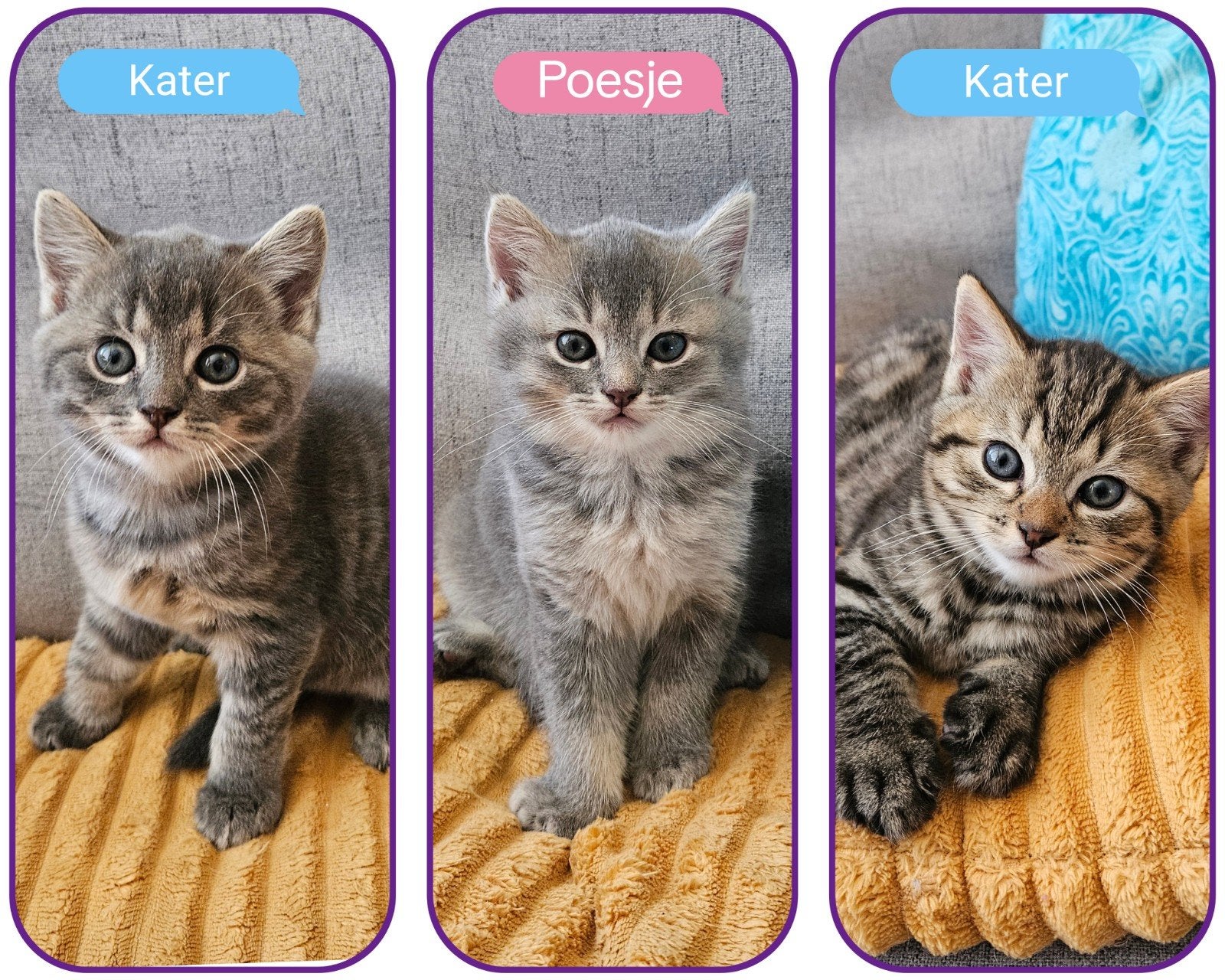 Brits korthaar kittens met een beetje Ragdoll, Meerdere dieren, Ontwormd, 0 tot 2 jaar