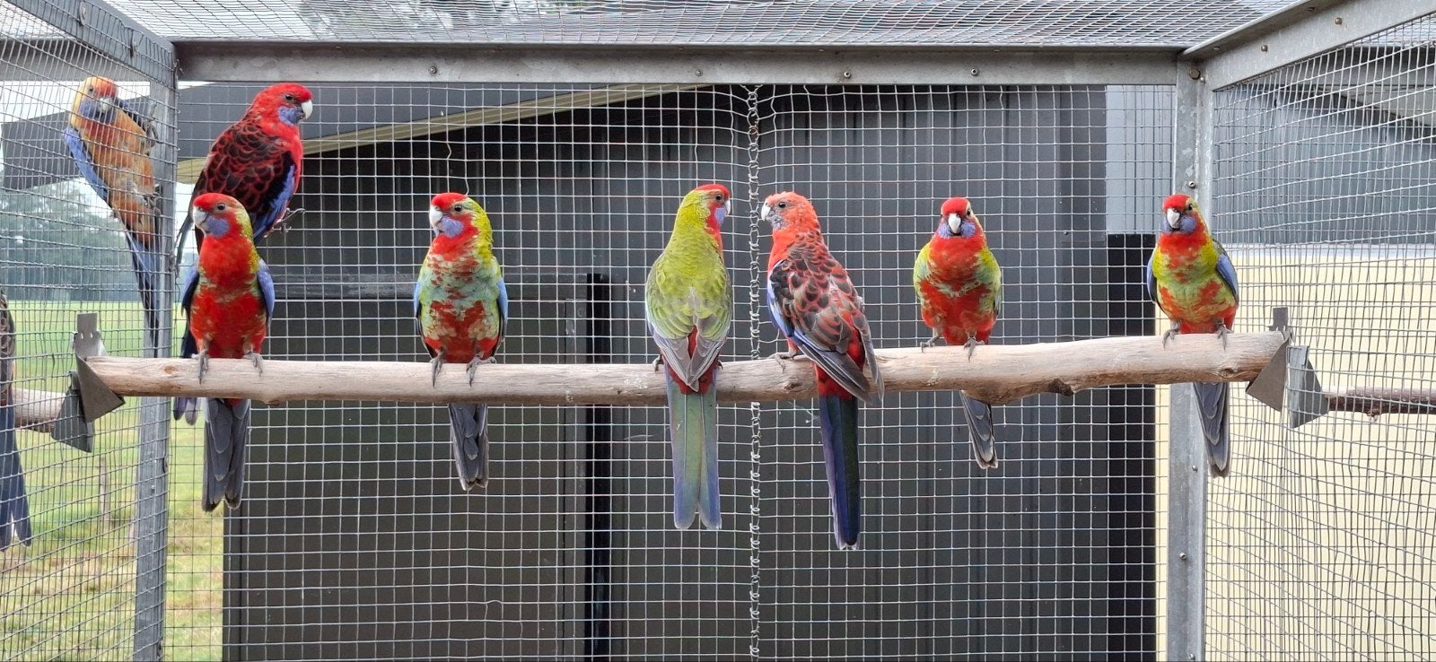 te koop pennanten ek 2026, Dieren en Toebehoren, Meerdere dieren, Parkiet