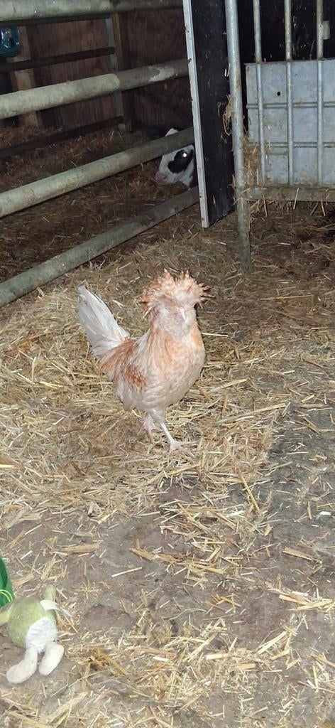 Hollandse baardkuif haan gladveer, Dieren en Toebehoren, Pluimvee, Mannelijk, Kip