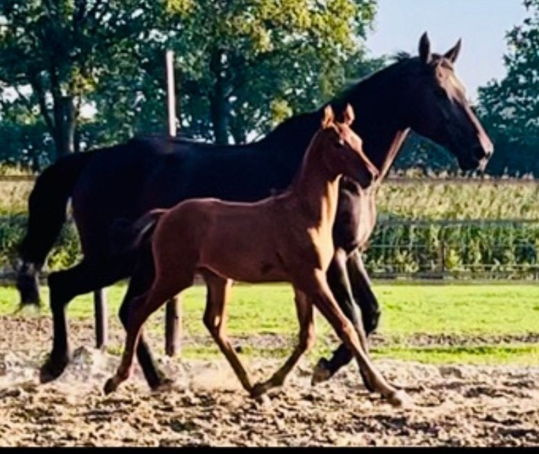 Fokmerrie Karlastam, Merrie, 165 tot 170 cm