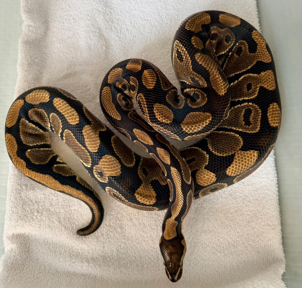 Ballpython 0.1, Dieren en Toebehoren, Reptielen en Amfibieën, Slang, 3 tot 6 jaar