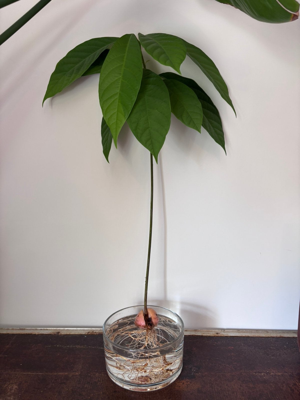 Avocadoboom, Ophalen, Overige soorten, Halfschaduw, Minder dan 100 cm