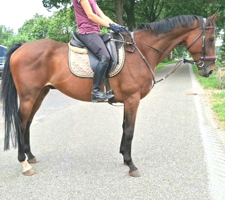 Topbrave 10 jr ruin 1,67m (recreatie-manege-sport), Ruin, 7 tot 10 jaar, Met stamboom, B