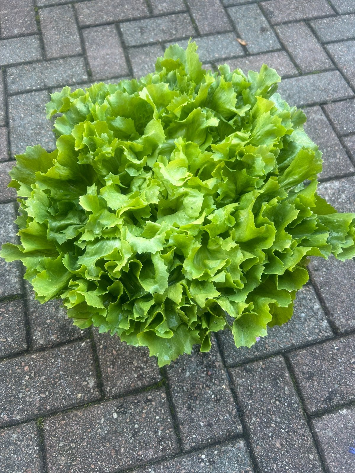 Verse andijvie, Ophalen, Eenjarig, Groenteplanten, Volle zon