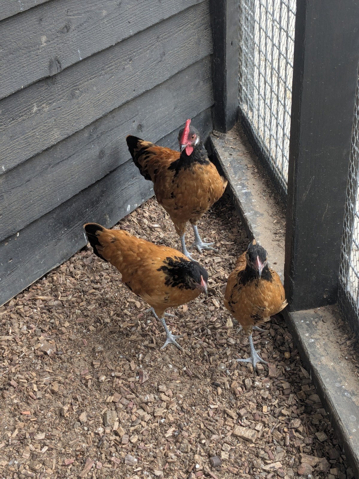 Kip, Dieren en Toebehoren, Meerdere dieren, Kip