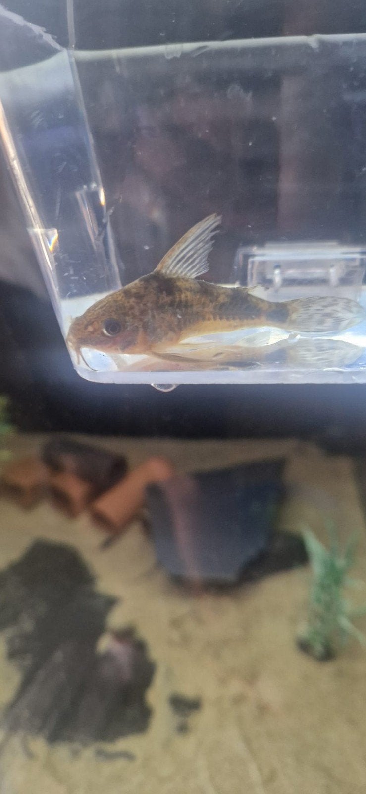 GRATIS, 1 corydoras, Dieren en Toebehoren, Vissen | Aquariumvissen, Vis