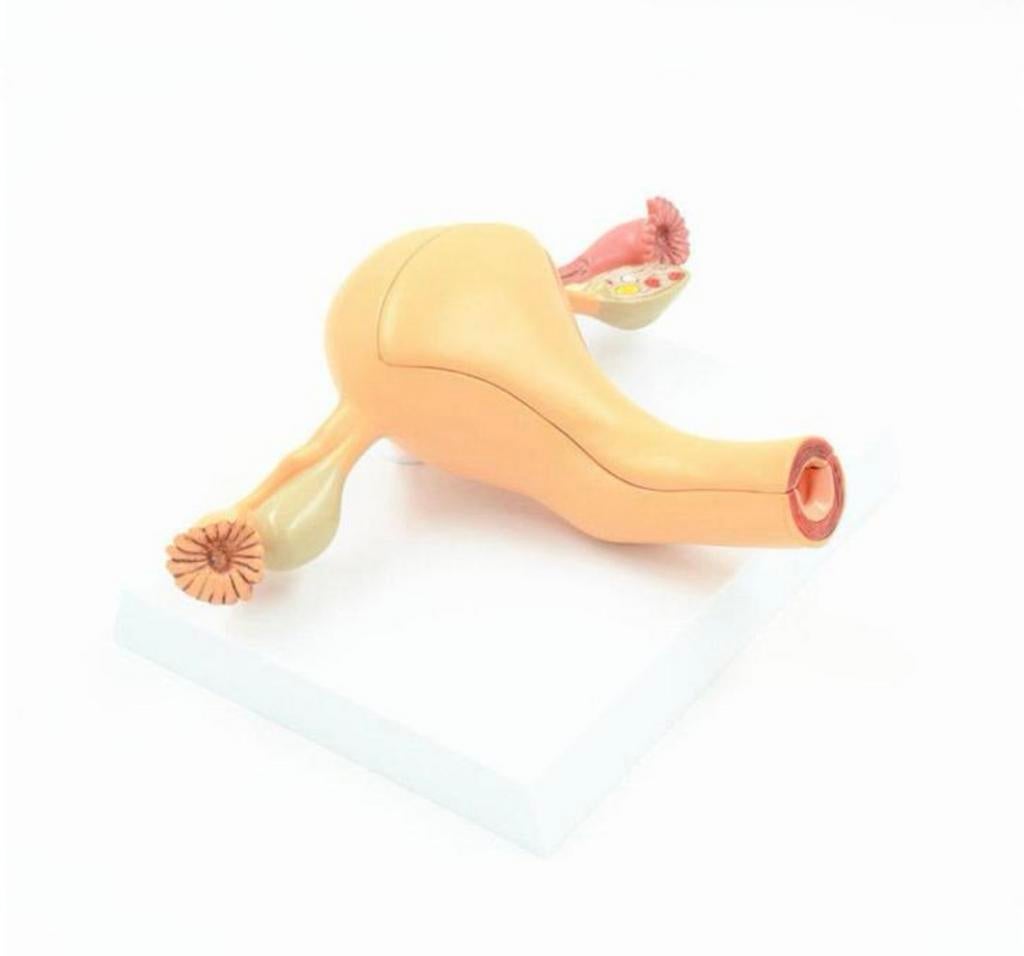 Baarmoeder Menselijk Anatomie Model Medisch School Arts, Diversen, Schoolbenodigdheden, Verzenden