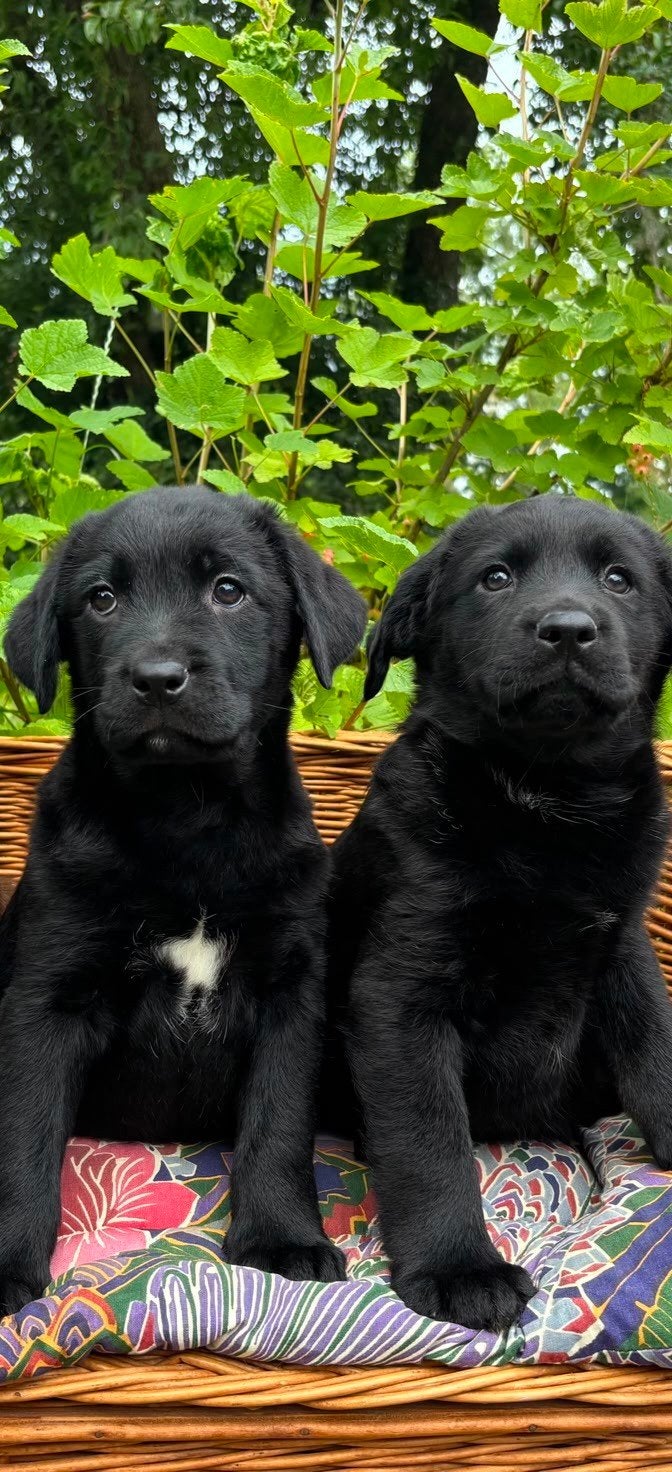 Friese stabij x labrador pup nog één lieftallig reutje ....., Nederland, Parvo, 8 tot 15 weken, Labrador retriever