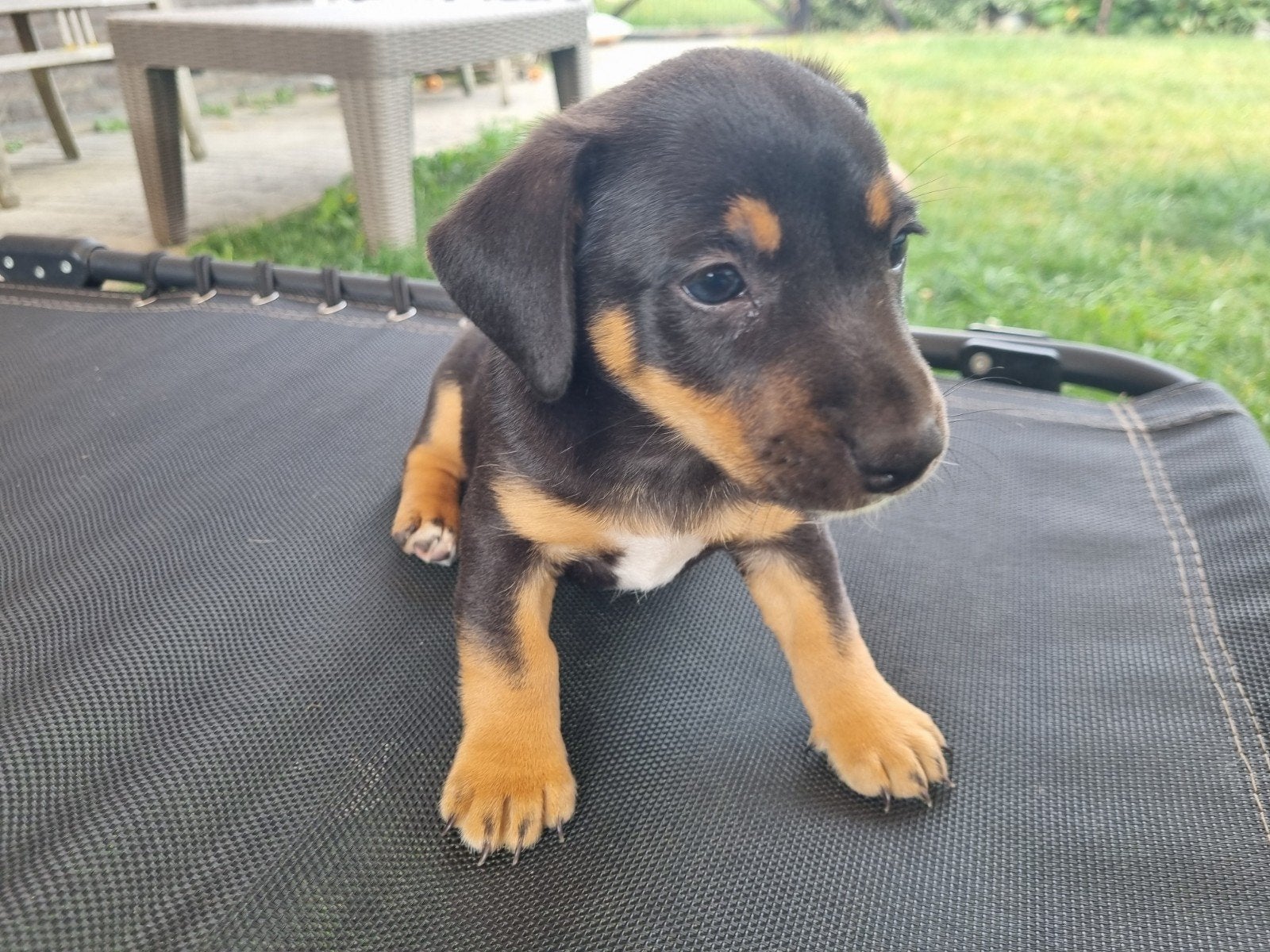 Nog 2 jack russell puppies beschikbaar. 1 teefje en 1 reutje, Dieren en Toebehoren, Honden | Jack Russells en Terriërs, Parvo