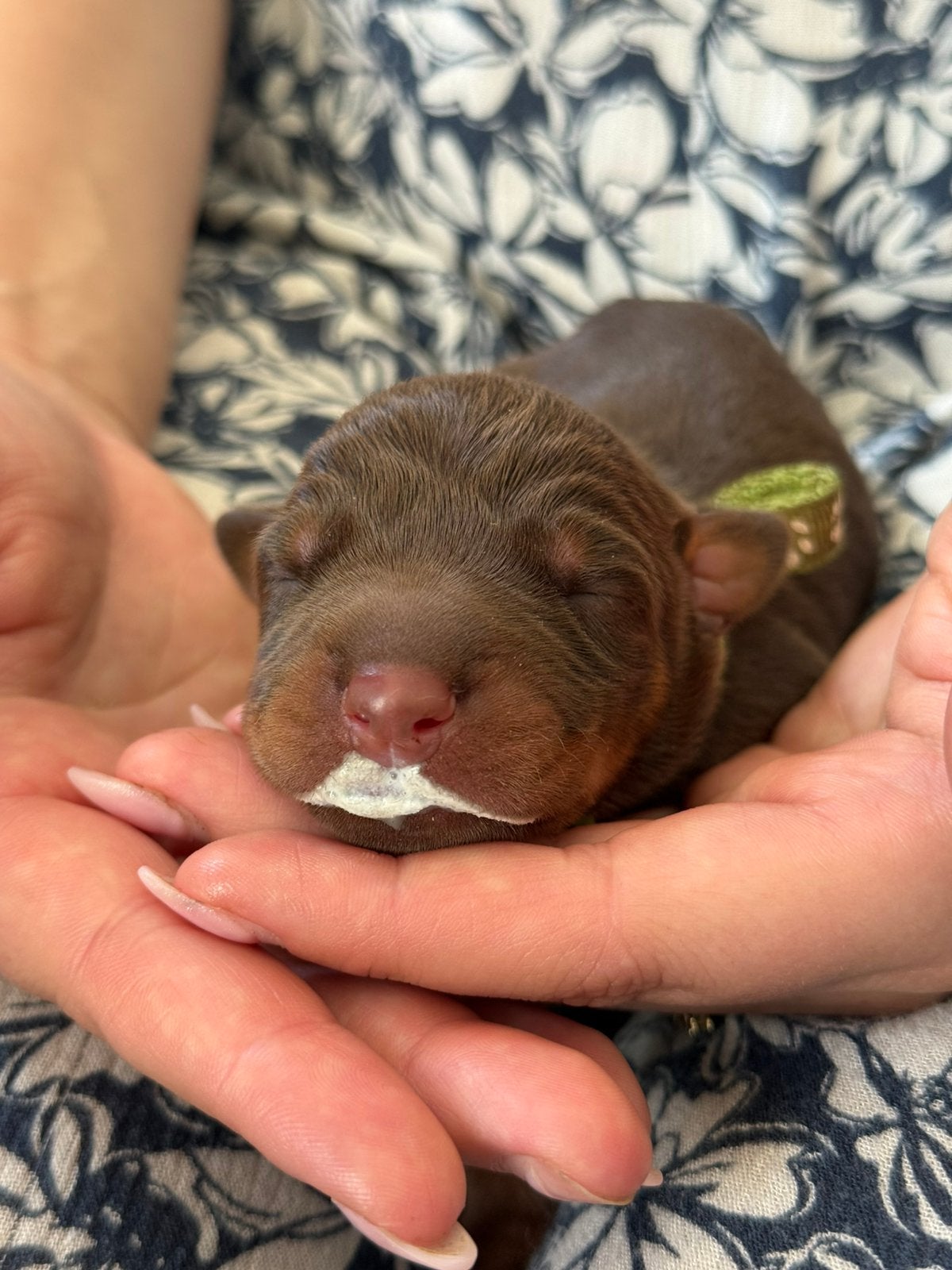 Dobermann pups met stamboek, België, Overige rassen, 8 tot 15 weken, Meerdere