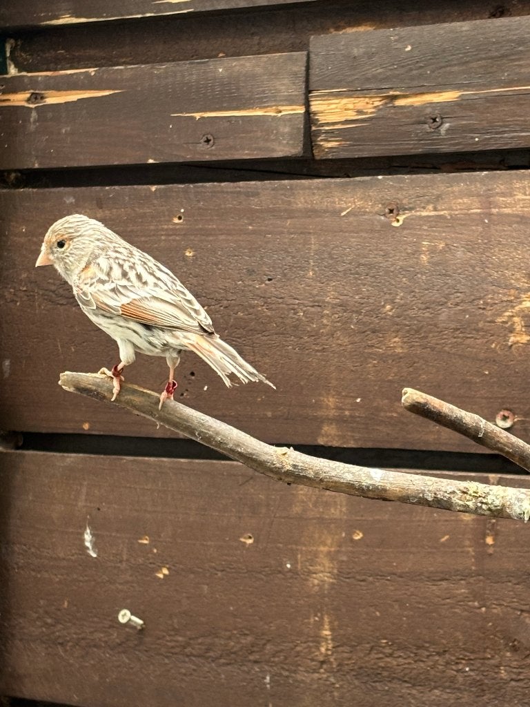 3 x Rood Agaat Mozaïeken Poppen, Dieren en Toebehoren, Vogels | Kanaries, Meerdere dieren, Kleurkanarie