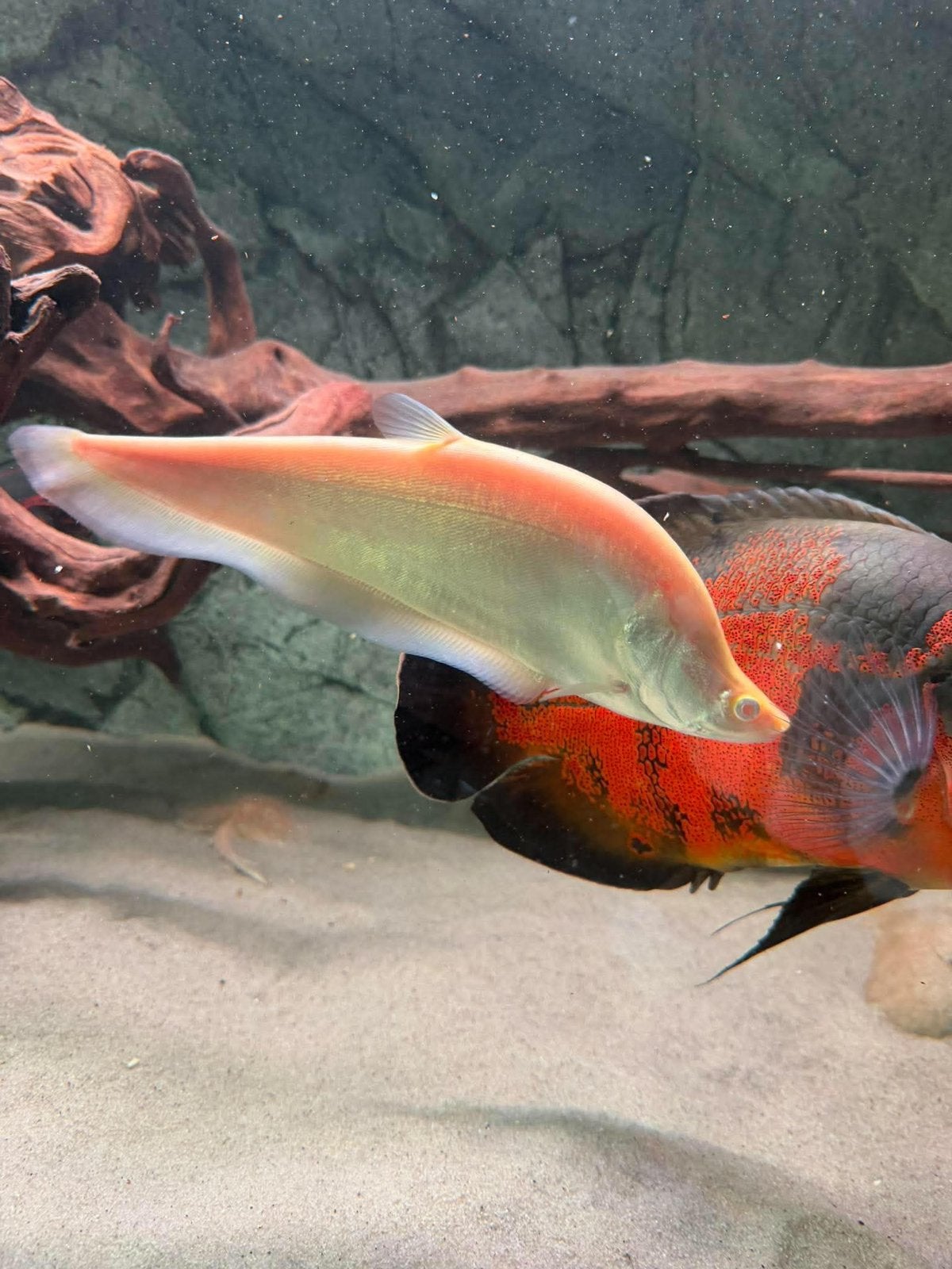 Albino chitala ornata , mesvis, Vis