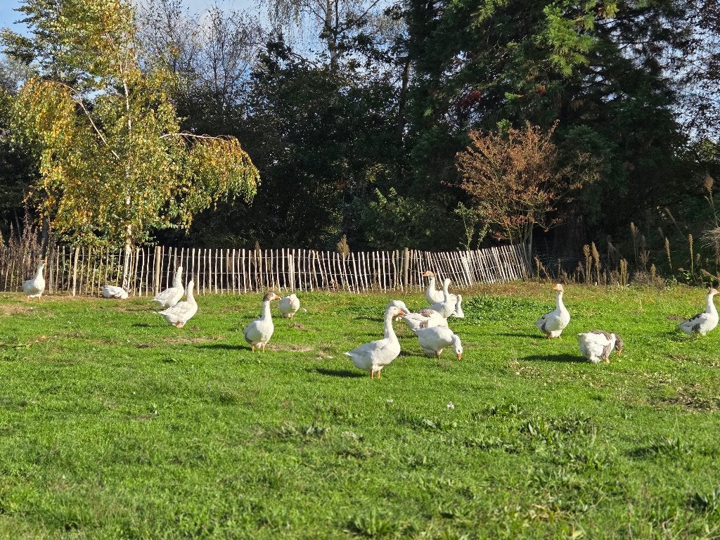 Ganzen te koop, Meerdere dieren, Gans of Zwaan