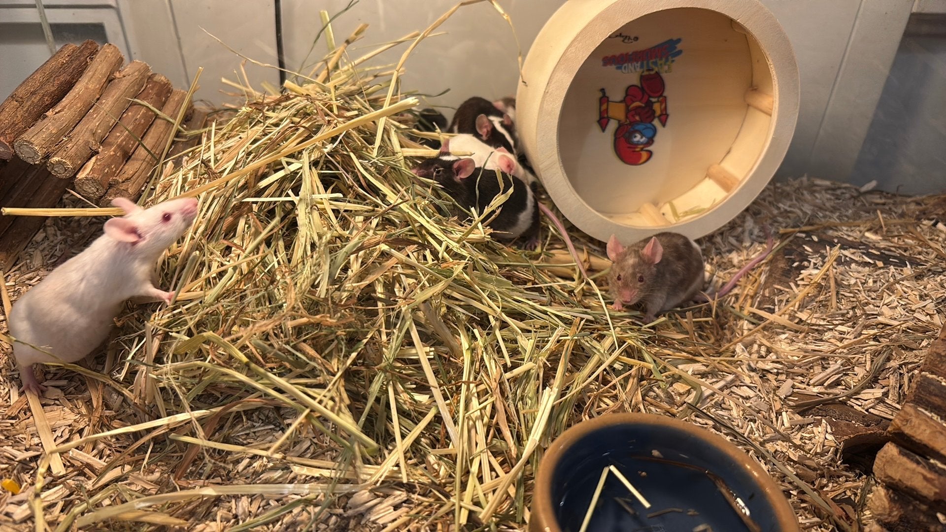 Kleur muizen gratis, Dieren en Toebehoren, Knaagdieren, April, Meerdere dieren, Muis