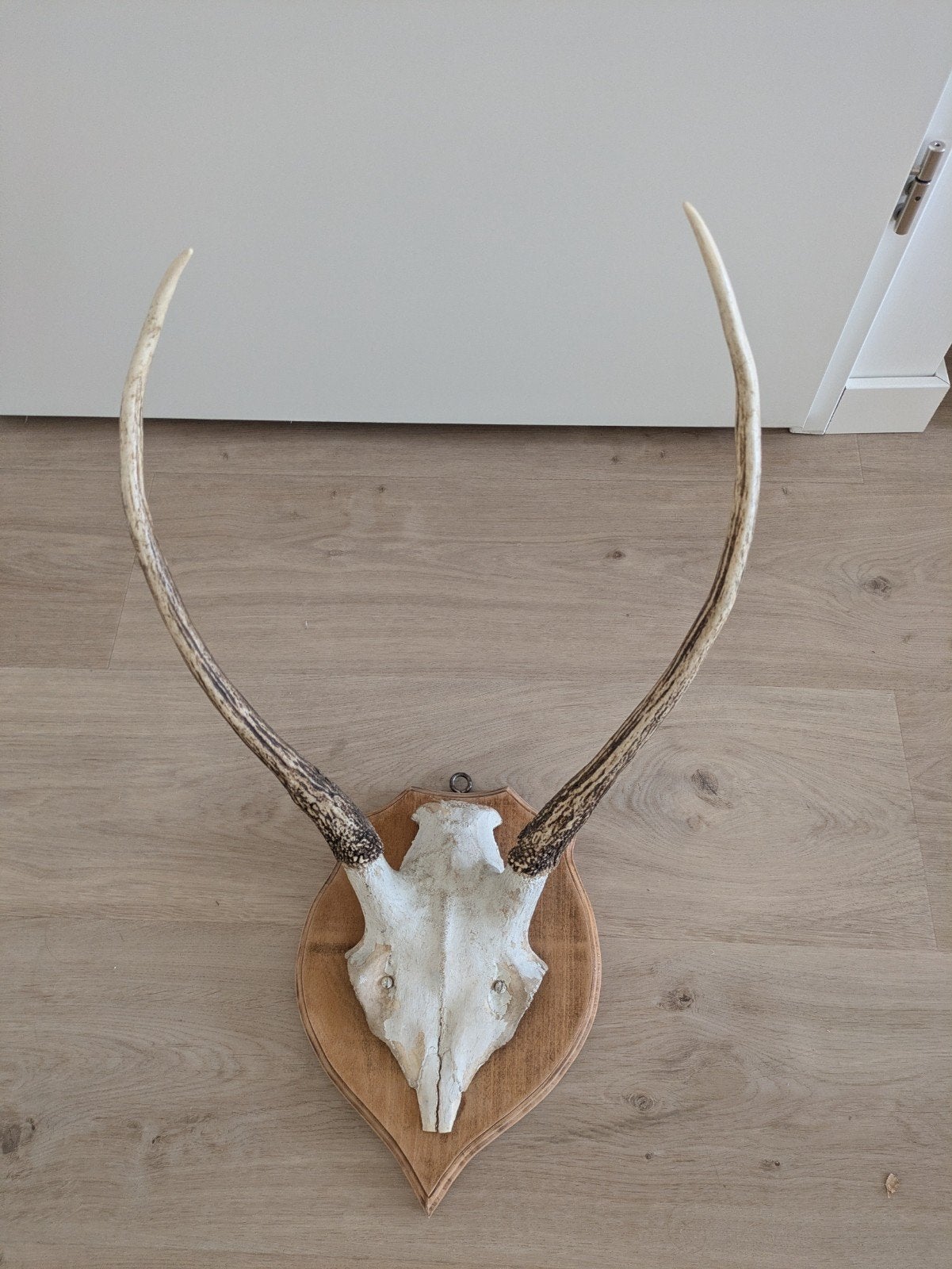 Schedel met gewei op houten schild, Ophalen, Gebruikt