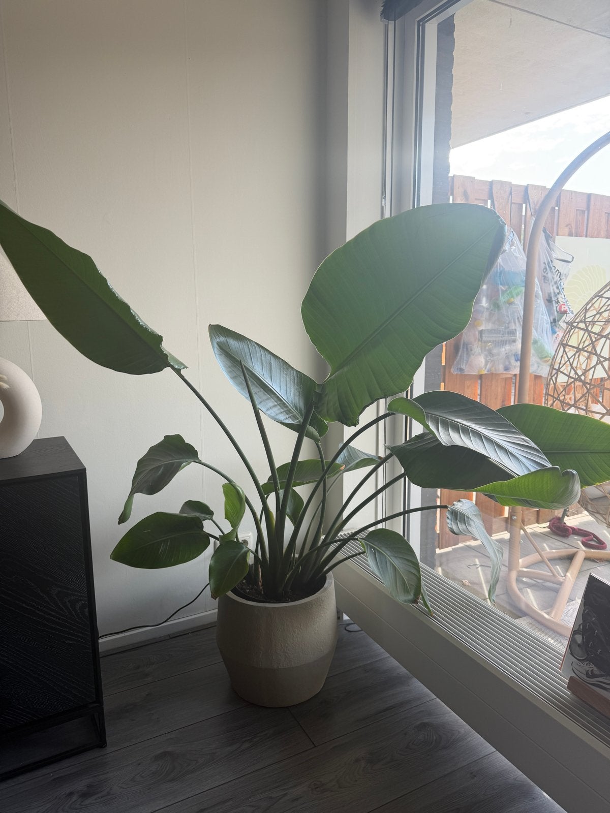 Prachtige, grote Strelitzia - Unieke vorm! Jaren oud, Groene kamerplant, Ophalen, Overige soorten, Volle zon
