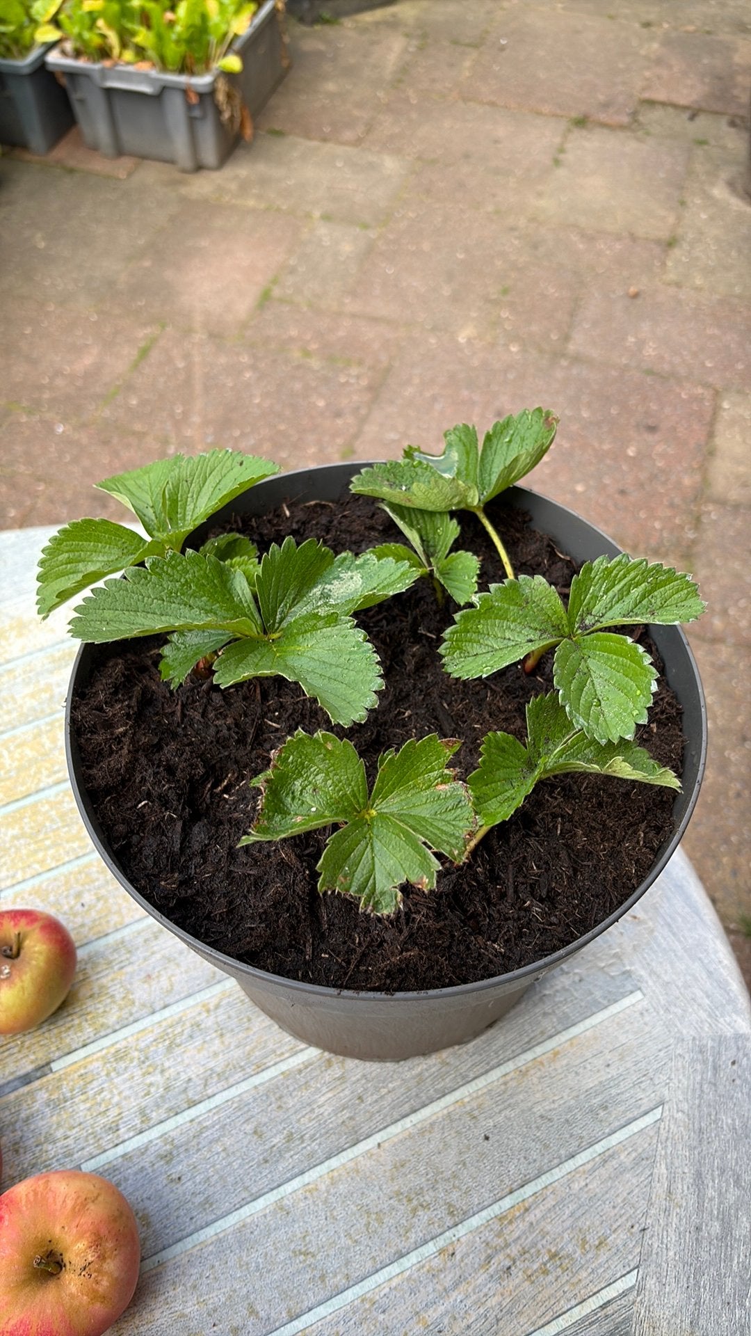 Pot met aardbei planten, doordragende, Ophalen, Overige soorten, Volle zon