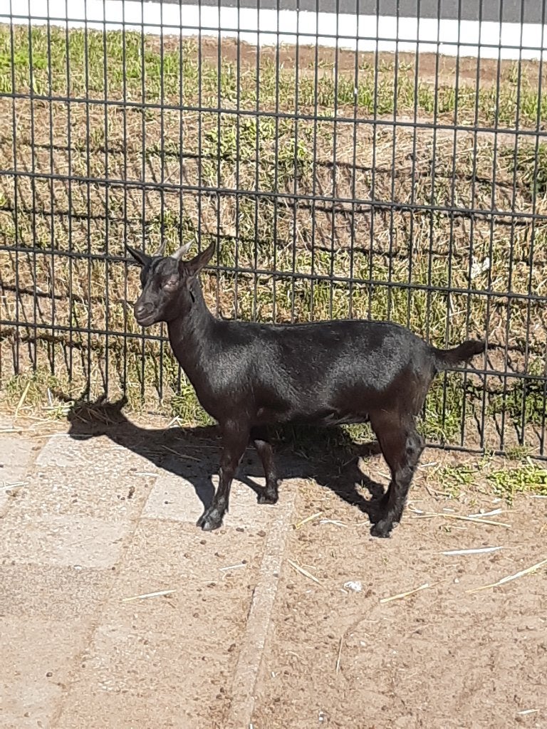 Prachtig zwarte dwerggeit, Dieren en Toebehoren, Vrouwelijk, Geit, 0 tot 2 jaar