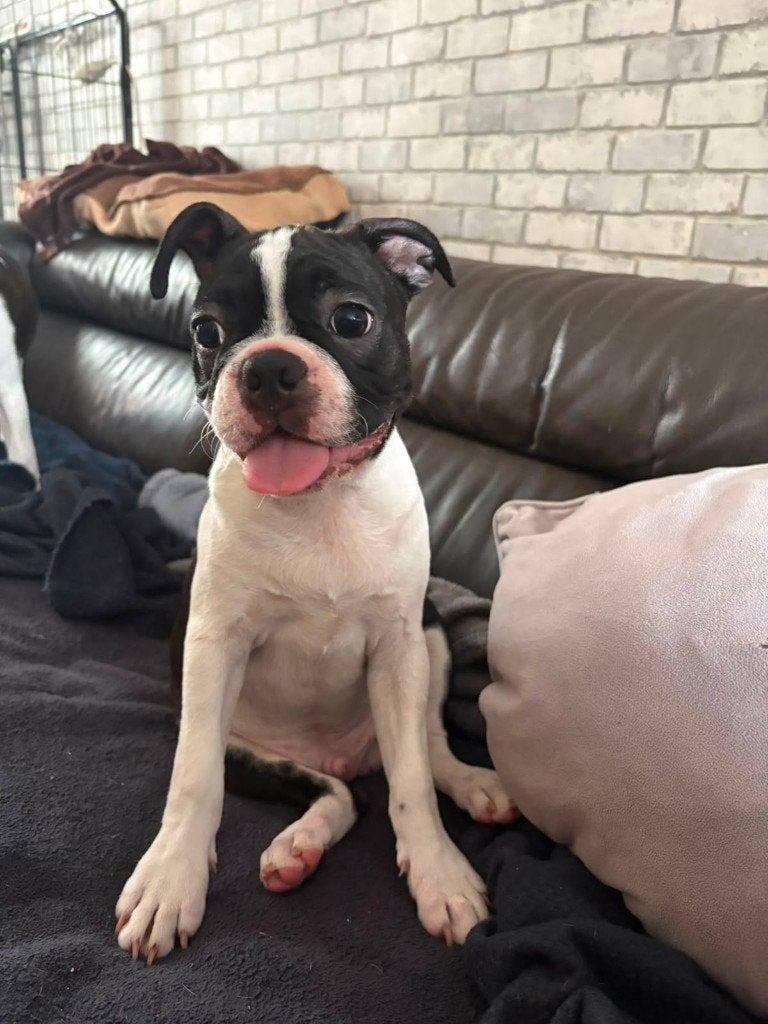 Boston terrier puppy reu met stamboom zoekt  gouden mandje., België, Fokker | Hobbymatig, 8 tot 15 weken, Parvo